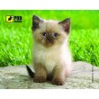 Килимок Podmyshku Сиамский Котик