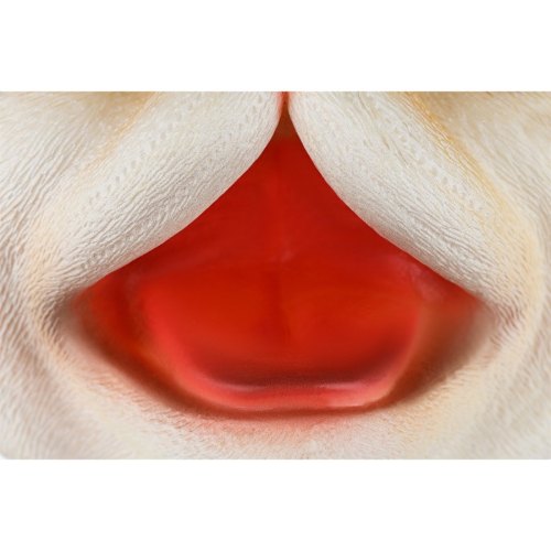 Same Toy Іграшка-рукавичка Кіт рудий