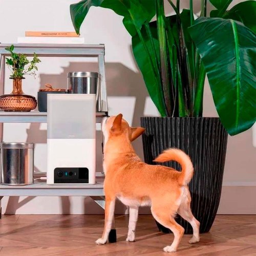 Інтерактивна HD-камера Petcube Bites 2 Lite (Двосторонній аудіозв'язок, Нічне ІЧ-підсічування, Диспенсер ласощів - годівниця)