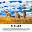 Телевізор 65 TCL 65C645