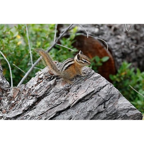 Об'єктив Canon EF 70-300mm f/4-5.6 IS II USM