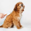 Щітка PETKIT Pet Grooming Brush 2 (PK414)