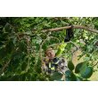 Сучкоріз акумуляторний Ryobi ONE+ OLP1832BX, 32мм, 250Нм, без акумулятора та зарядного пристрою (5133004392)